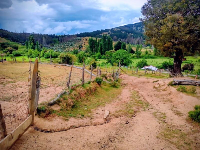 Campo Hermoso Lote 4 Hectáreas los Sauces