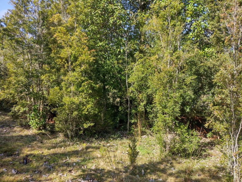 Hectárea Con Laguna Natural | 30 Min Puerto Montt