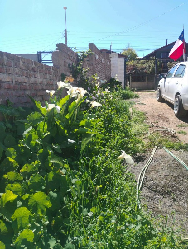 Casa en Punta de Tralca Rol Propio
