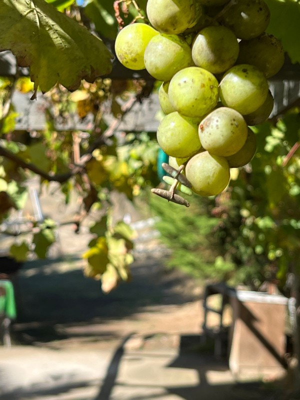 Oportunidad San Enrique