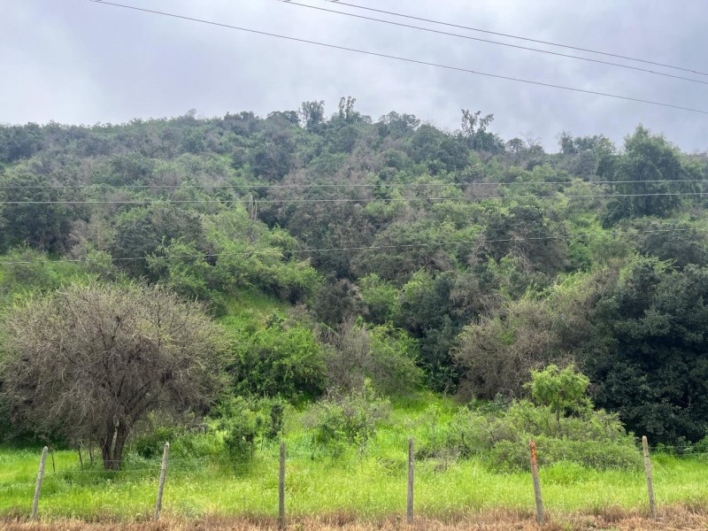Fotografía de Terreno en Tantehue, Apropiadamente 9,5 Hectáreas