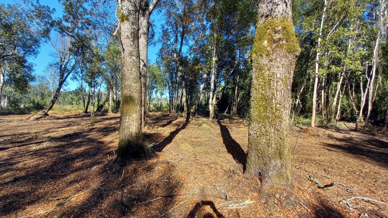 Vende Hermosa Parcela en Country Villarrica Ii