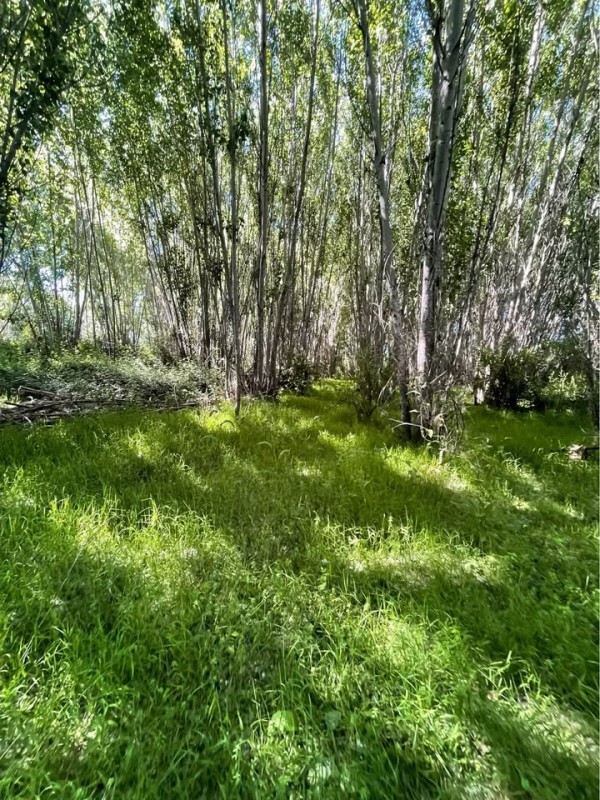 los Aromos de Tilicura Vichuquén