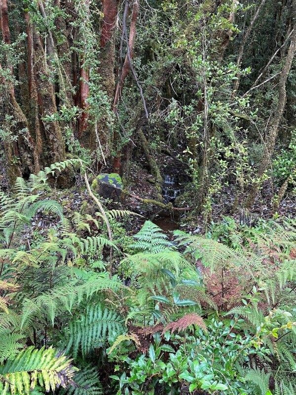 Parcela Chiloé -Queilen Ruta W-919