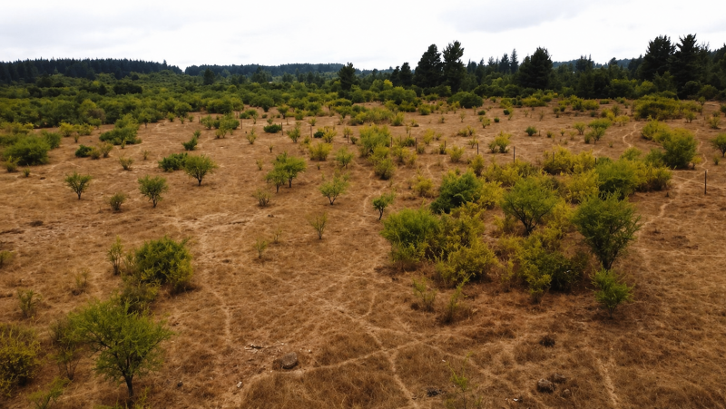 Fotografía de Terreno Amplio, Entorno Rural Con Vegetación Nativa