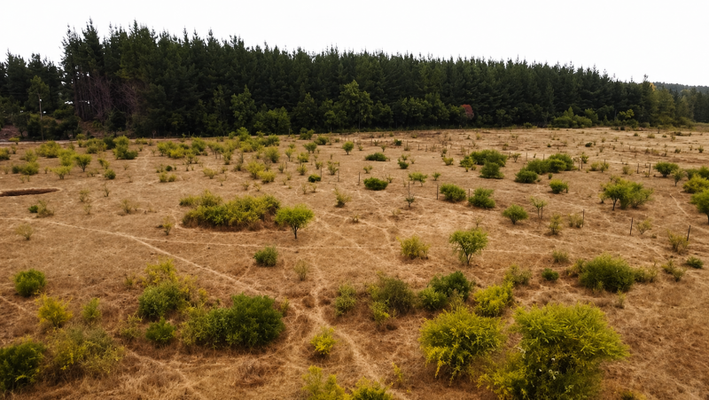 Terreno Amplio, Entorno Rural Con Vegetación Nativa