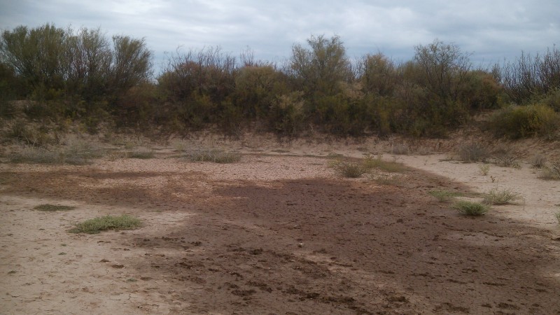 9.400 Ha Divisible Cada 1.700Ha. $ 436.330 / Ha Mendoza. Arg
