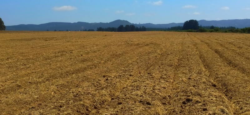 Se Vende Campo Agricola 80.6 Has, Comuna de Lolol