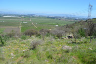 Venta Parcela 5.000 M2 Cerro Cristal Curico