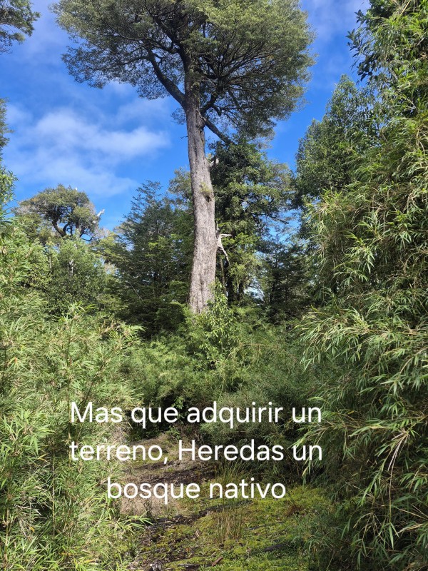Se Vende Parcela Lago Rupanco, Lago Puyehue.
