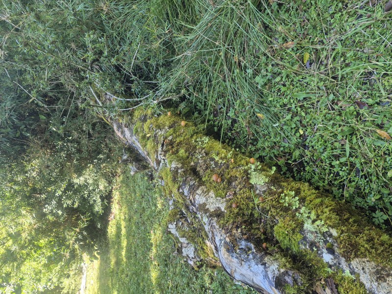 Se Vende Parcela Lago Rupanco, Lago Puyehue.