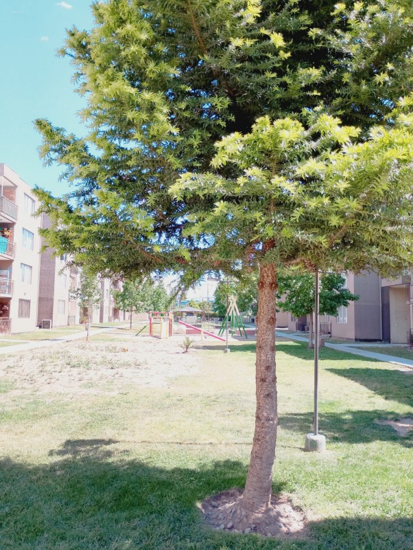 Vendo Departamento en Condominio Santa Victoria, Maipú