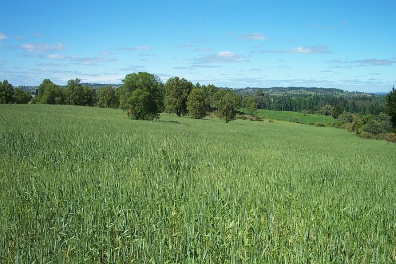 Fundo San Miguel, Colliguay