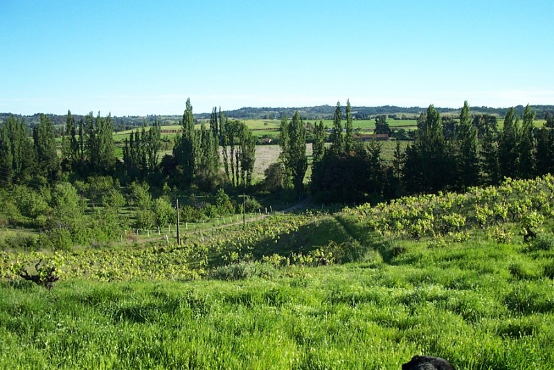 Fundo San Miguel, Colliguay