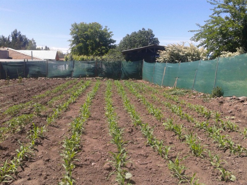 Vta. Casa Campo Colchagua