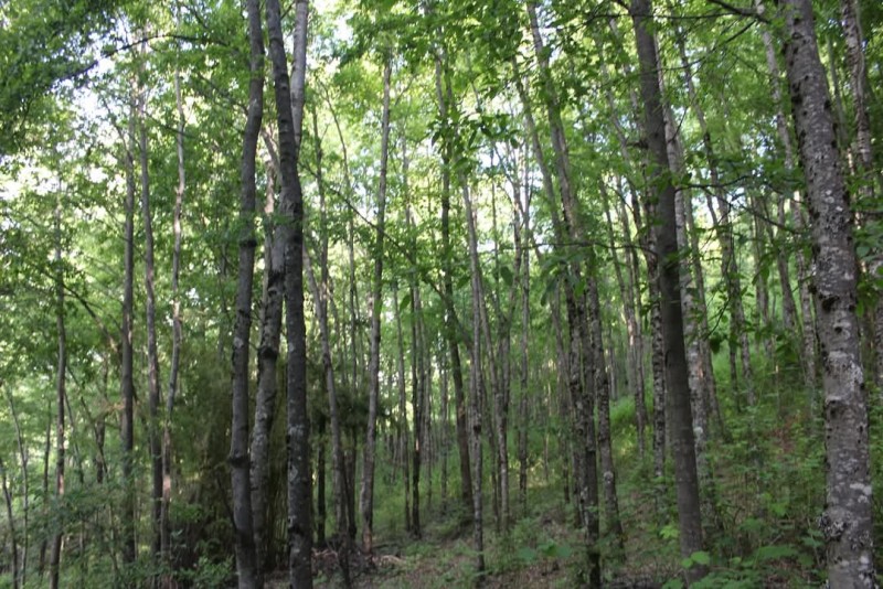 Campo 6.75 Ha Sector Manchuria, Curacautin