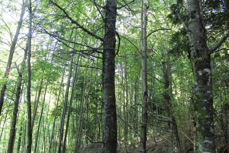 Campo 6.75 Ha Sector Manchuria, Curacautin