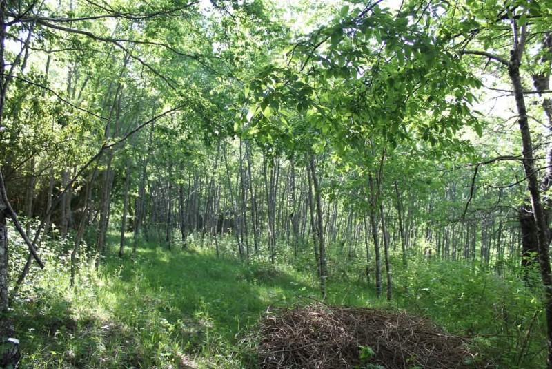 Campo 6.75 Ha Sector Manchuria, Curacautin