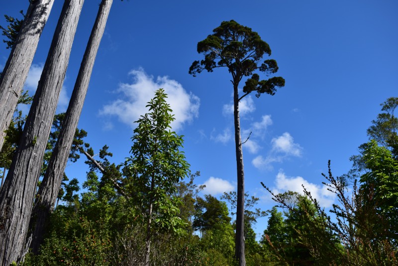 Estaquilla ,terreno Parque de Alerces ,exclusivo