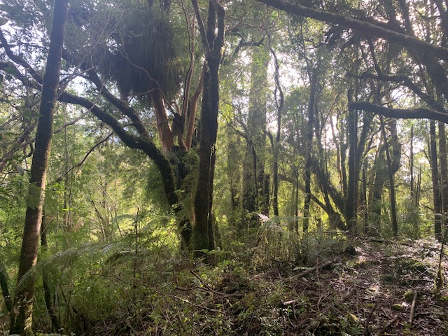 Hornopiren ,orilla de Rio y Cascadas.