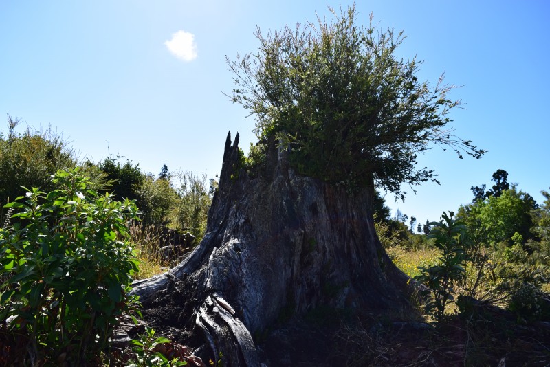 Estaquilla ,terreno Parque de Alerces ,exclusivo