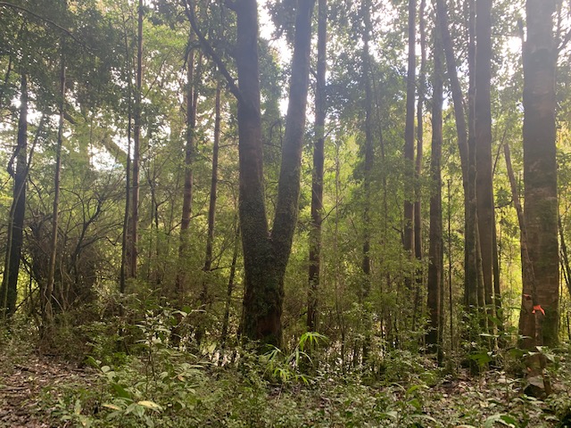 Hornopiren ,orilla de Rio y Cascadas.