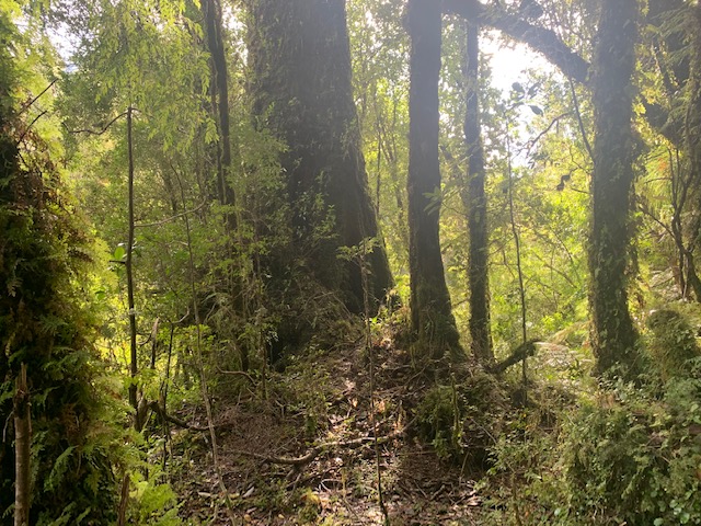Hornopiren ,orilla de Rio y Cascadas.