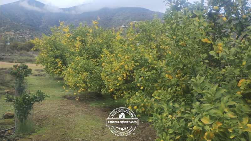 Vende Parcela Plana en los Bosques de Miraflores- Curacaví