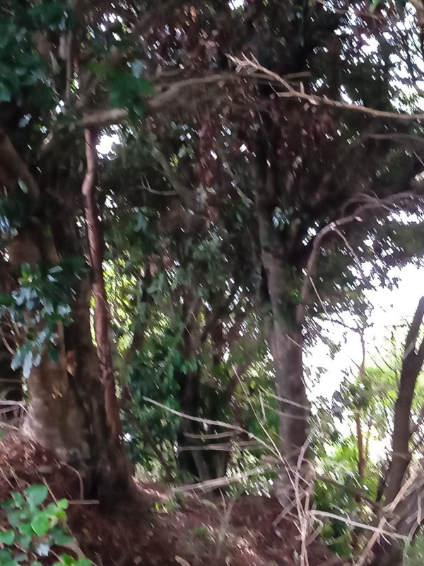 Se Vende Hermosa Parcela Con Casa Vista Al Mar