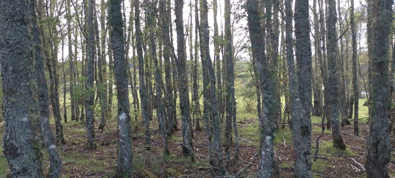 Se Venden Hermosas Parcelas Sector Tegualda