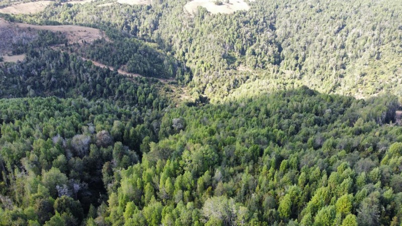 Terreno Agricola Ganadero 13 Hectarias. los Muermos