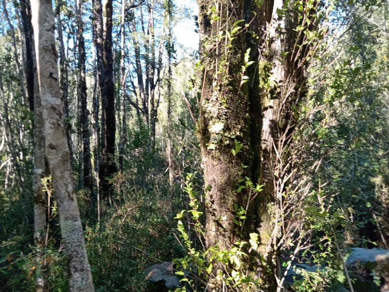 Parcela Con Vistas A Volcanes en Ensenada - Puerto Varas