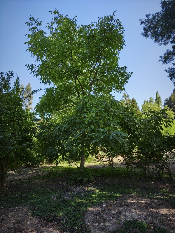 Parcela 2.8 Hectáreas Entrada Rari Con Agua Potable