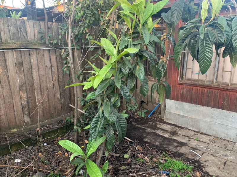 Se Vende Casa en San Miguel del Piduco