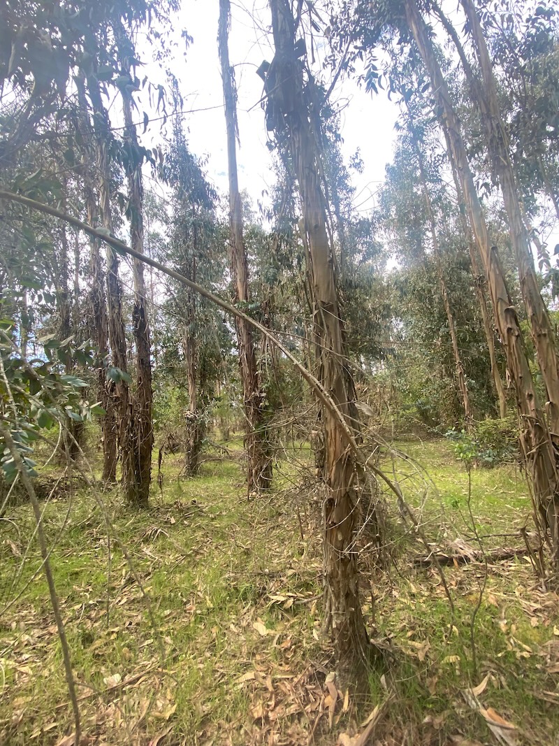 Se Vende Hermosa Parcela en los Boldos Pelarco!!!!