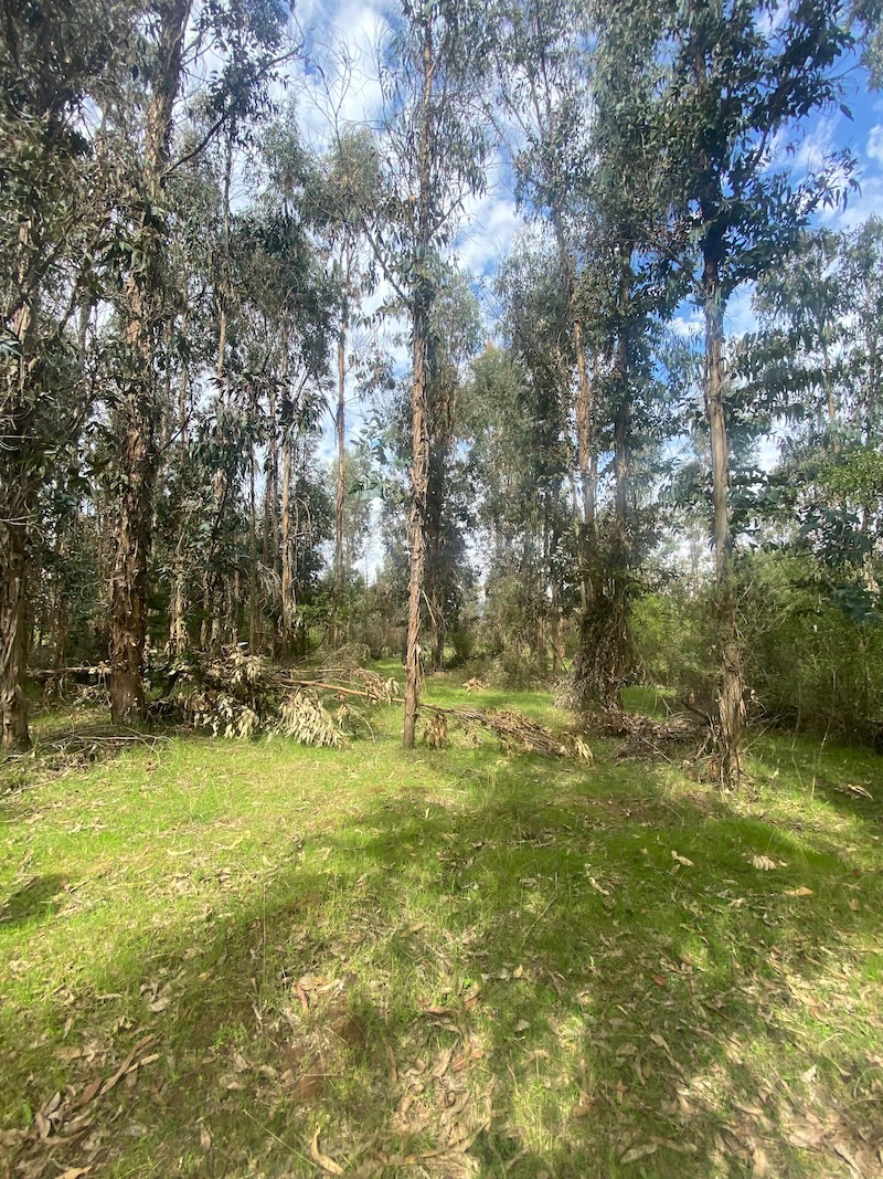 Se Vende Hermosa Parcela en los Boldos Pelarco!!!!