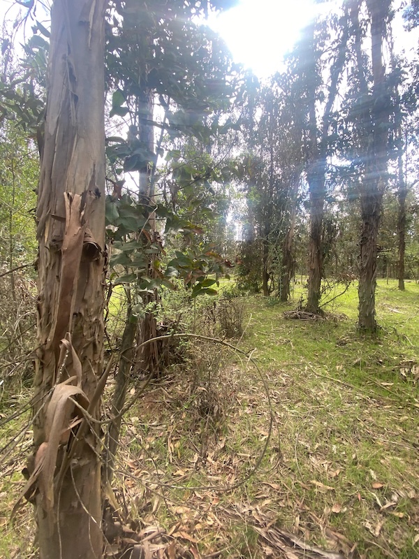 Se Vende Hermosa Parcela en los Boldos Pelarco!!!!