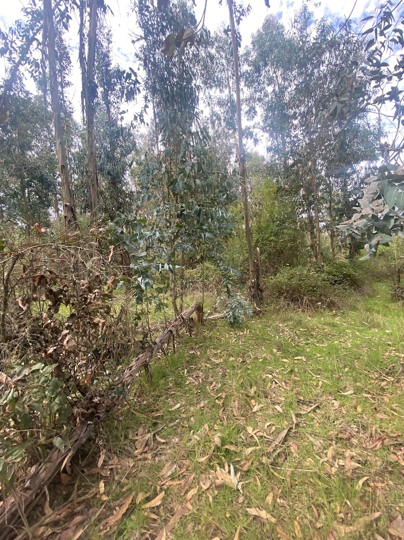 Se Vende Hermosa Parcela en los Boldos Pelarco!!!!