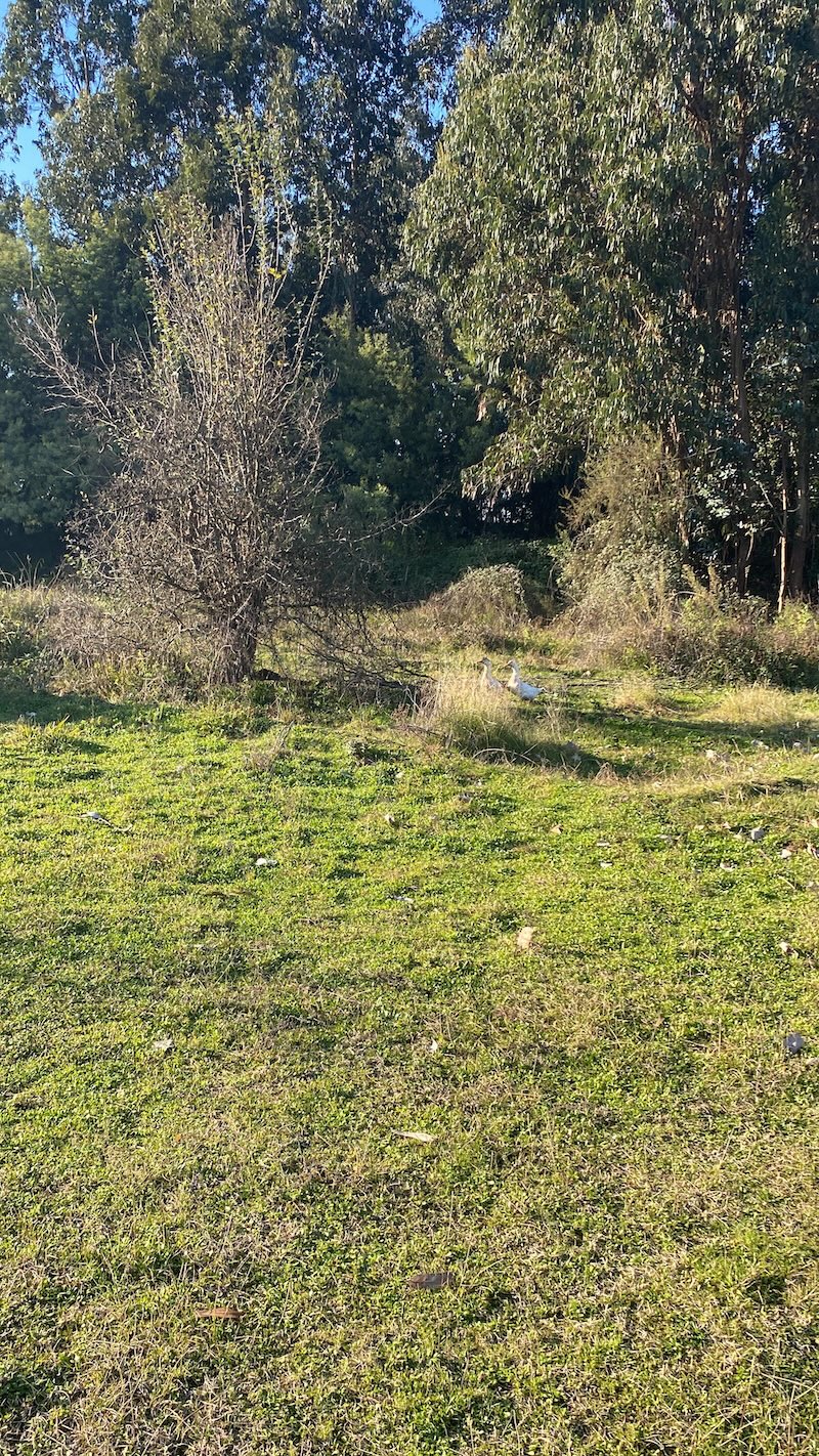 Se Vende Hermosa Parcela en los Robles, Cumpeo!!!!