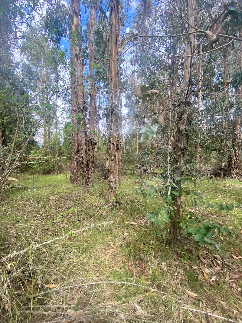 Se Vende Hermosa Parcela en los Boldos Pelarco!!!!