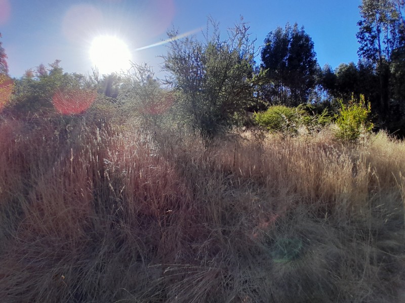 Terreno Sector Lo Figueroa