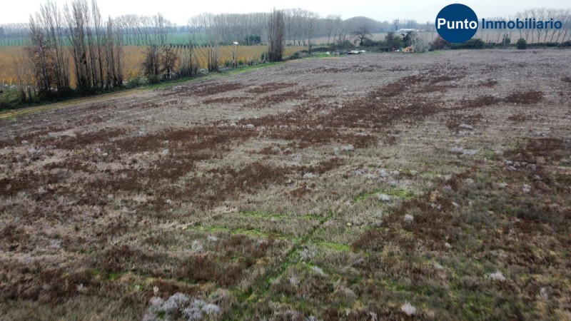 Campo Frutícola en Chillán. Ideal Avellano Europeo