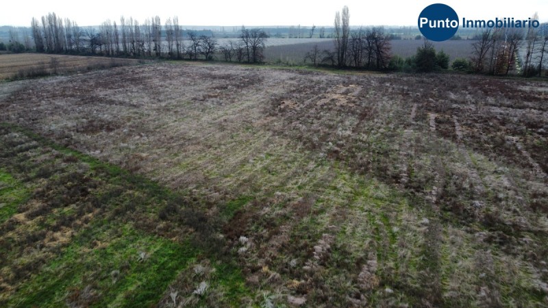 Campo Frutícola en Chillán. Ideal Avellano Europeo