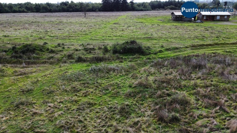 Apto Avellano Europeo y Agricultura en General