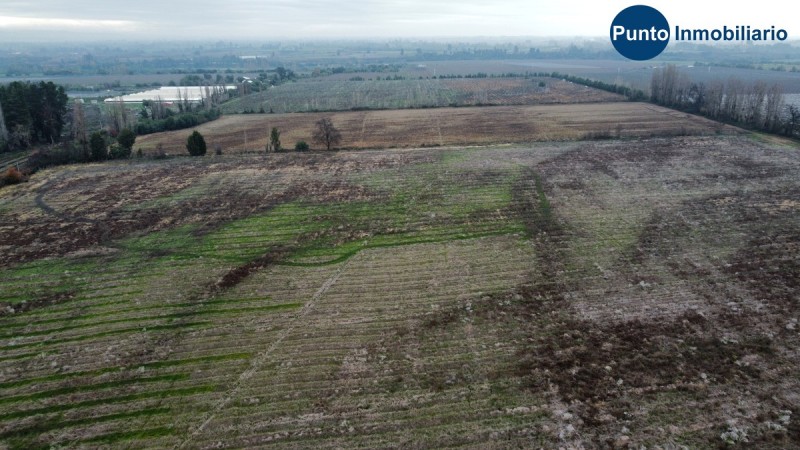 Campo Frutícola en Chillán. Ideal Avellano Europeo
