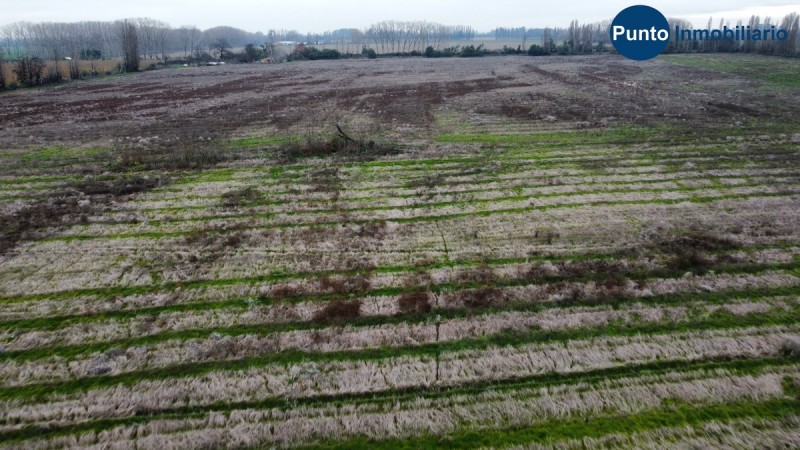Campo Frutícola en Chillán. Ideal Avellano Europeo
