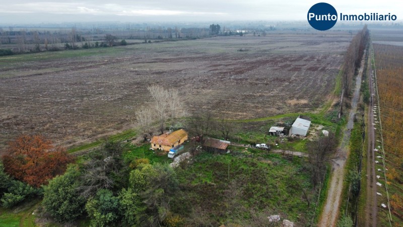 Campo Frutícola en Chillán. Ideal Avellano Europeo