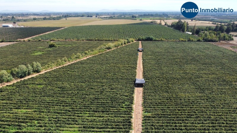 Excelente Campo Frutícola en Coihueco