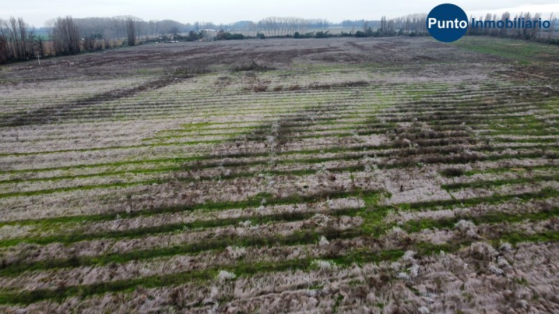 Campo Frutícola en Chillán. Ideal Avellano Europeo