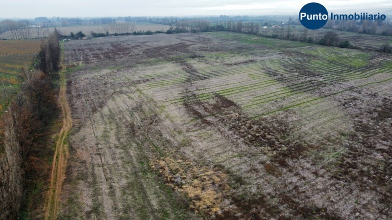 Campo Frutícola en Chillán. Ideal Avellano Europeo
